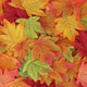 Artificial Autumn Maple Leaves (Pack of 100)